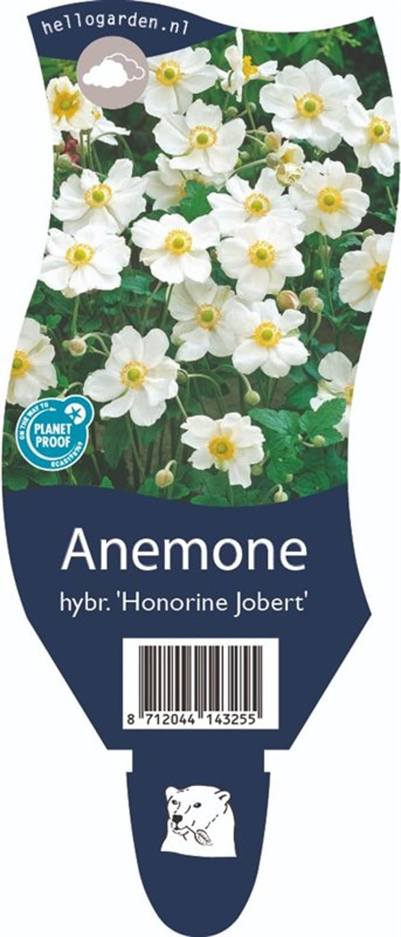 Anemone hyb. 'Honorine Jobert' - P11